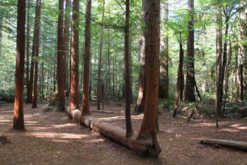 木材對人類的好處，你知道多少？